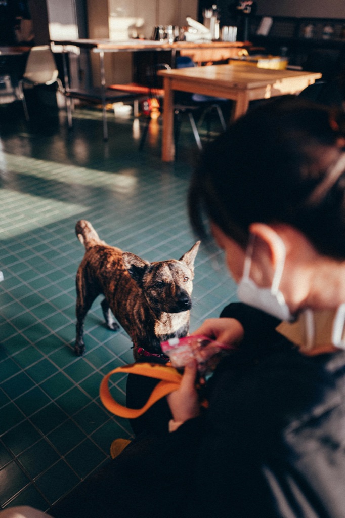A groomer with a dog on a lead